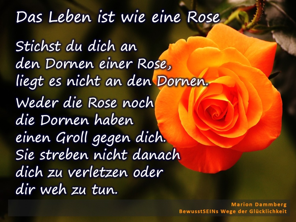 Stichst du dich an den Dornen einer Rose, liegt es nicht an den Dornen. Weder die Rose noch die Dornen haben einen Groll gegen dich. Sie streben nicht danach dich zu verletzen oder dir weh zu tun. - BewusstSEINs Wege der Glücklichkeit, Marion Dammberg, BewusstSEINs Life Coach