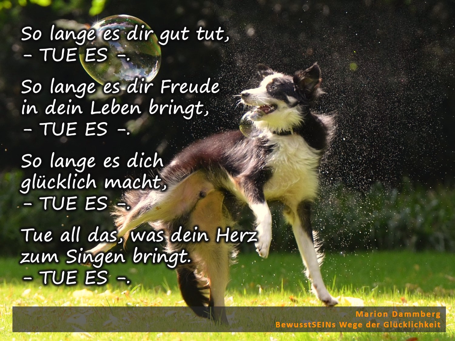 Was dein Herz zum Singen bringt. TUE ES - BewusstSEINs Wege der Glücklichkeit, Marion Dammberg, BewusstSEINs Life Coach