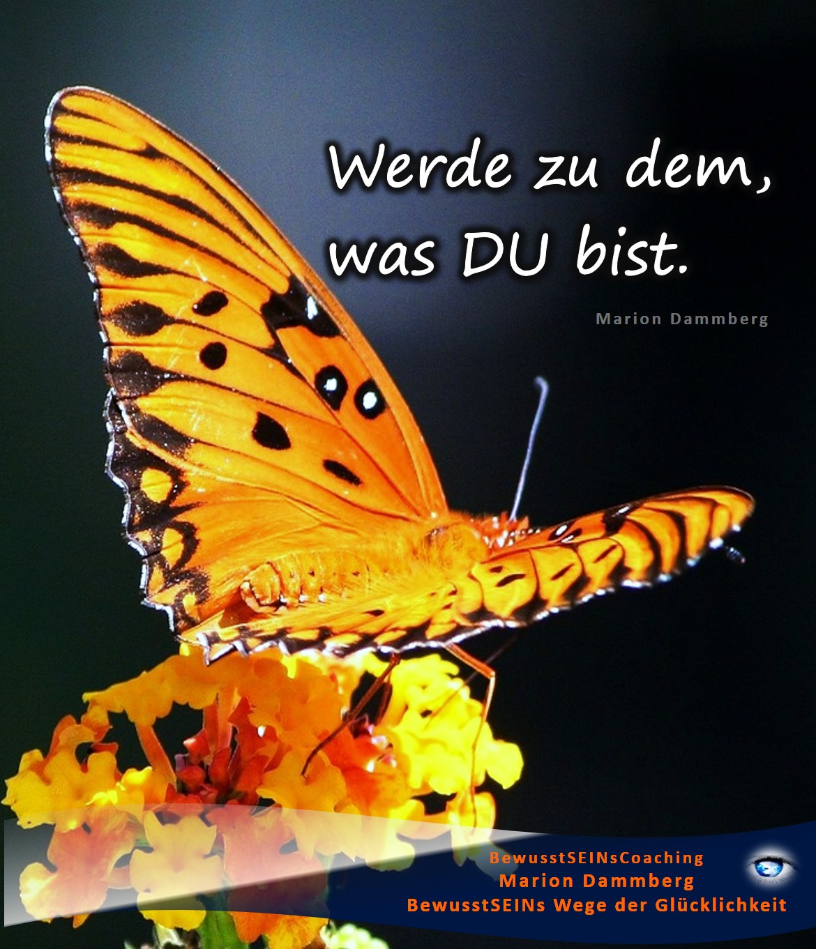 Werde zu dem was DU bist. - BewusstSEINs Wege der Glücklichkeit, Marion Dammberg, BewusstSEINs Life Coach